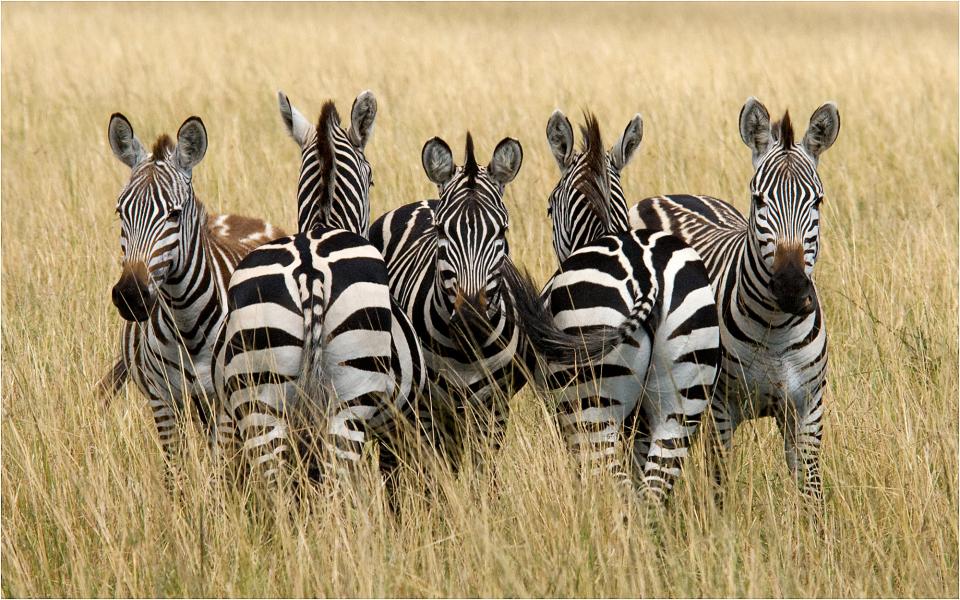 Five Zebra | Shutterbug